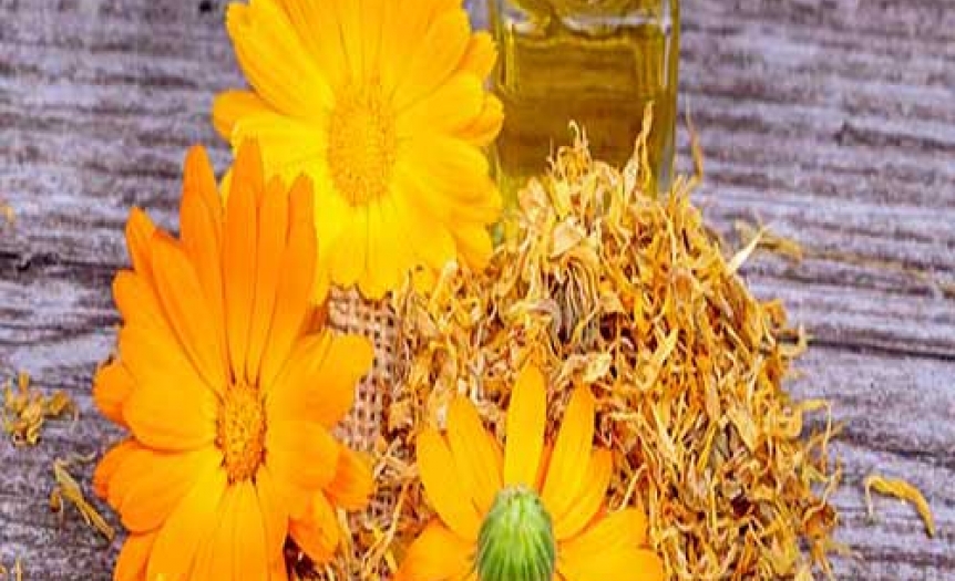 تاثیر روغن calendula  (گل همیشه بهار یا چوبه دار) بر پوست